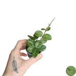 Baby Hoya Mathilde Splash