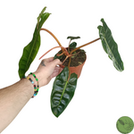 Philodendron Bilitiae