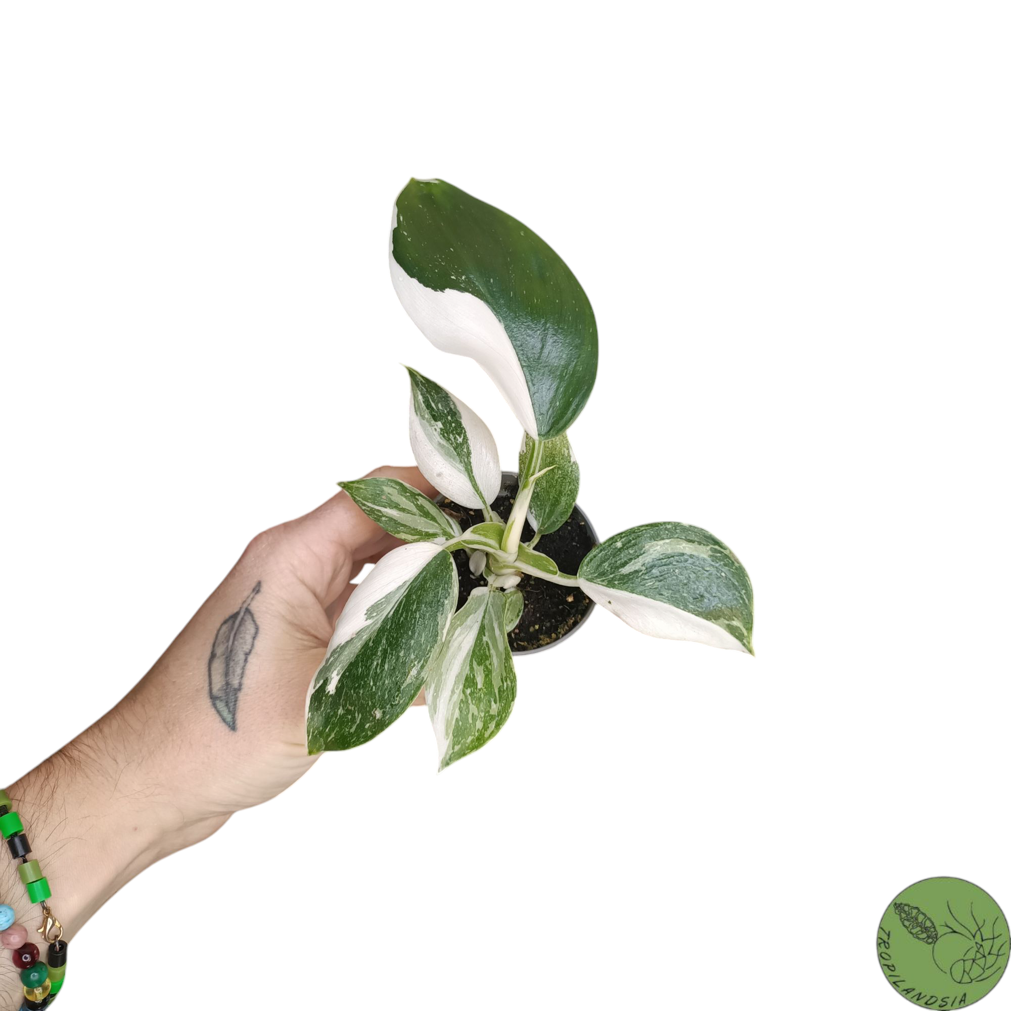 Baby Philodendron White Wizard