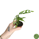 Baby Monstera Obliqua Peru