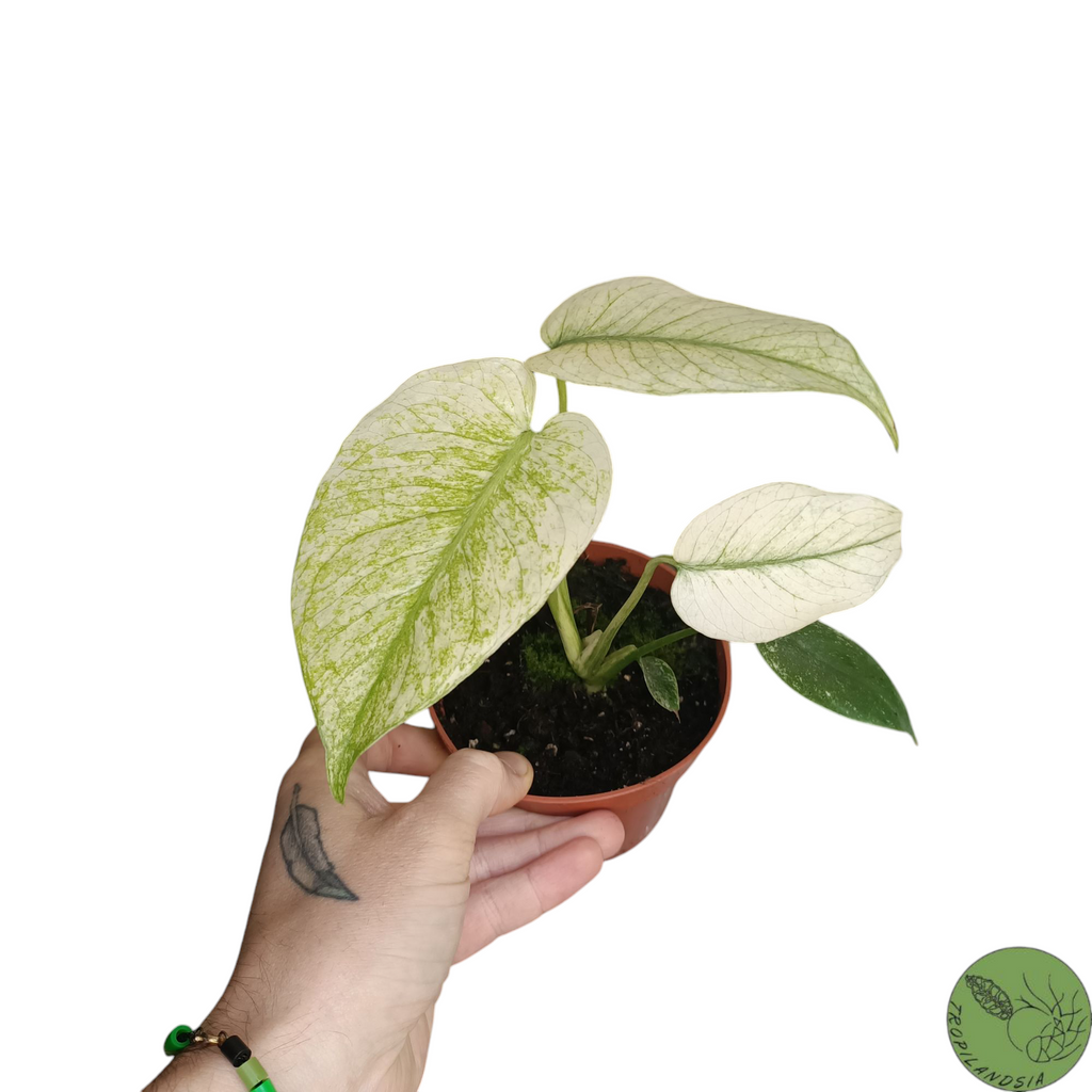 Baby Monstera Deliciosa Variegata Mint