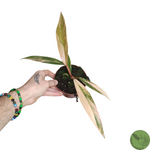 Philodendron Caramel Marble