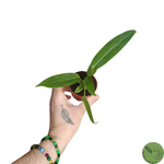 Baby Anthurium Warocqueanum