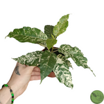 Ficus Elastica Snowstorm