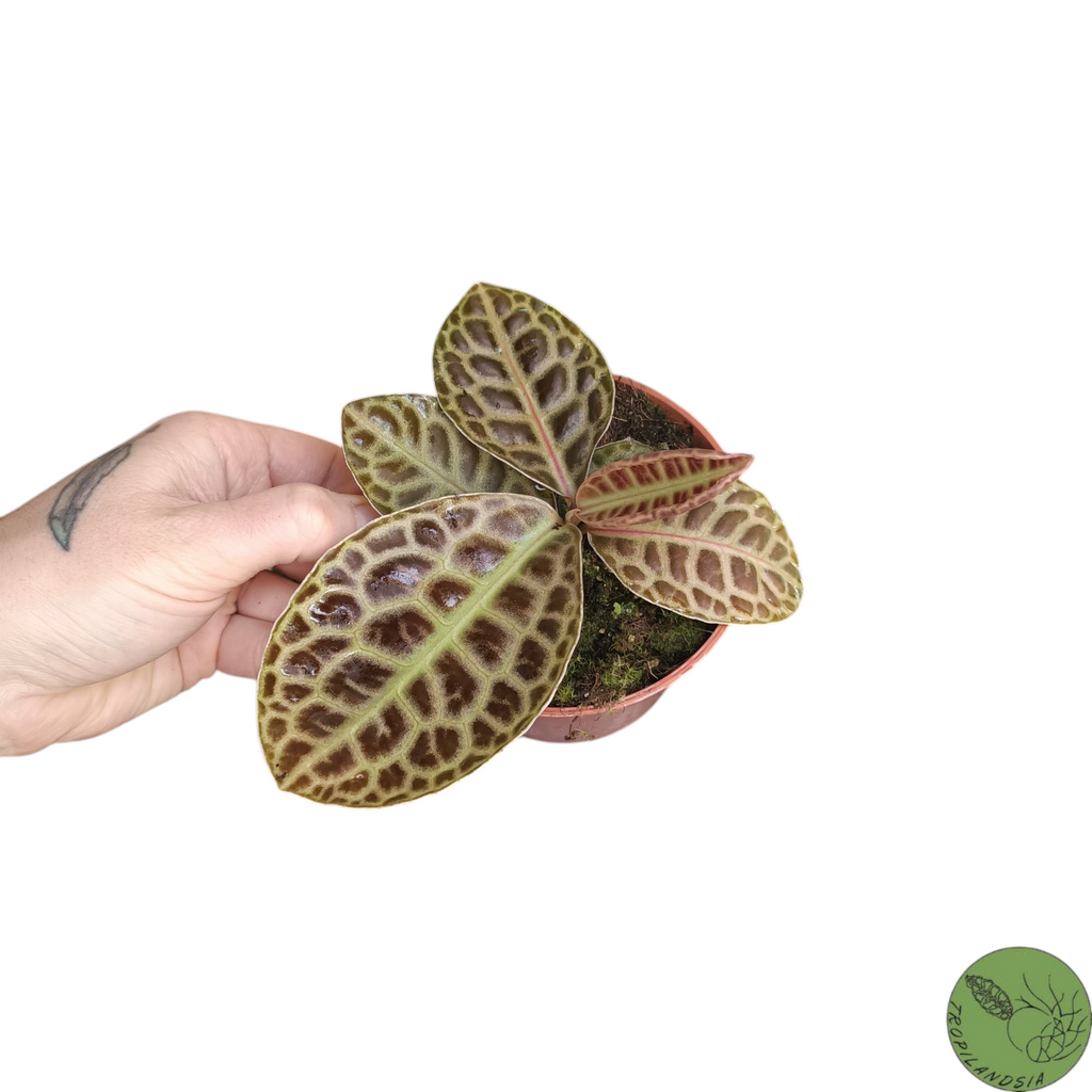 Labisia Pumila Turtle Back