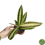 Labisia Pumila Jabi