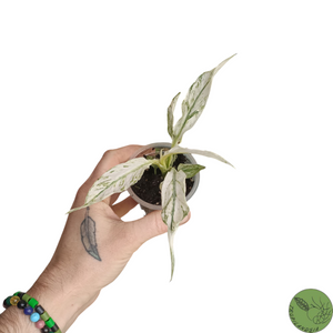 Baby Spathiphyllum Sensation Variegata