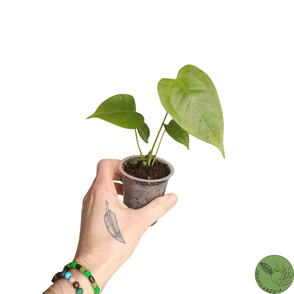 Baby Anthurium Veitchii