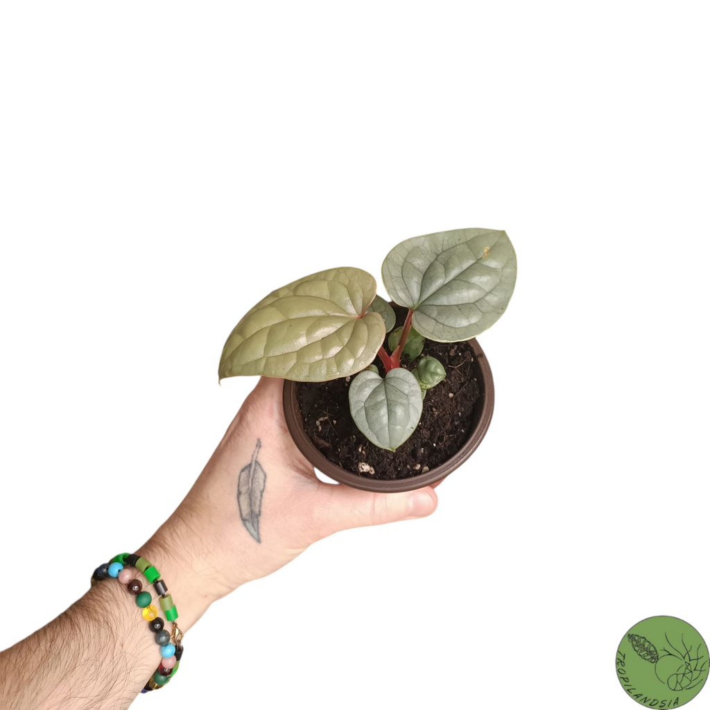 Baby Anthurium Luxurians