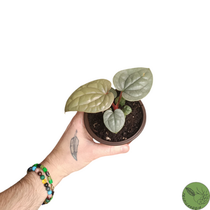 Baby Anthurium Luxurians