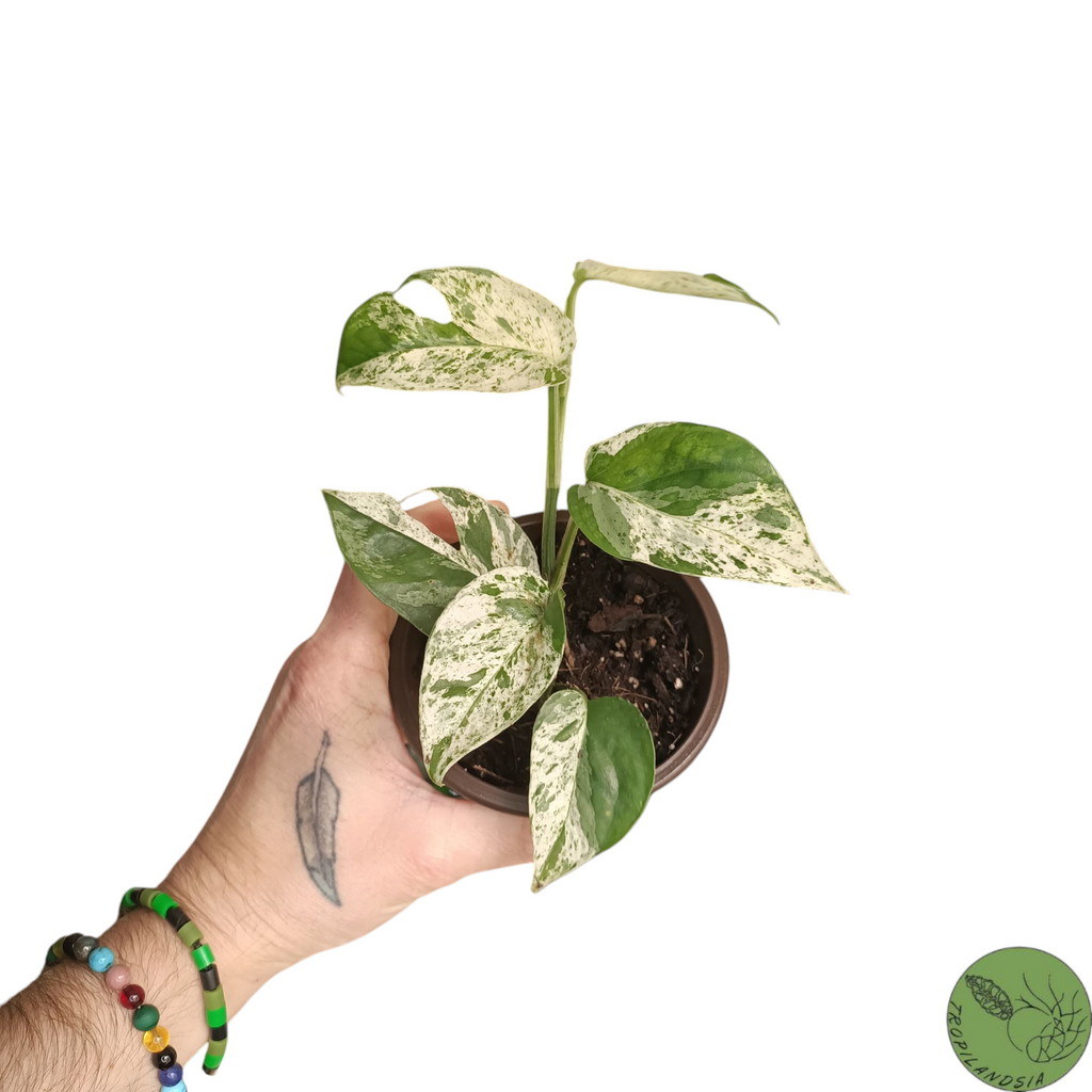 Baby Epipremnum Pinnatum Marble 06