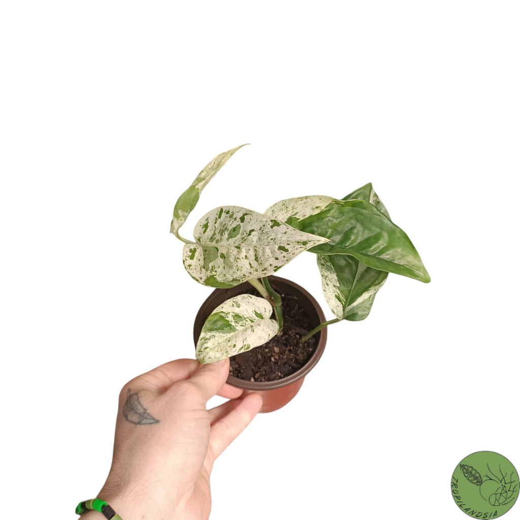 Baby Epipremnum Pinnatum Marble 07