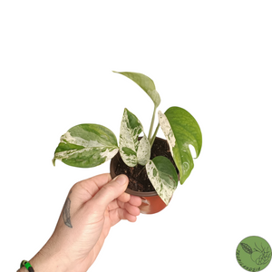 Baby Epipremnum Pinnatum Marble 08