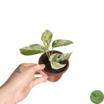 Baby Epipremnum Pinnatum Marble 09