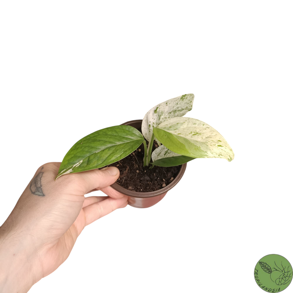 Baby Epipremnum Pinnatum Marble 10