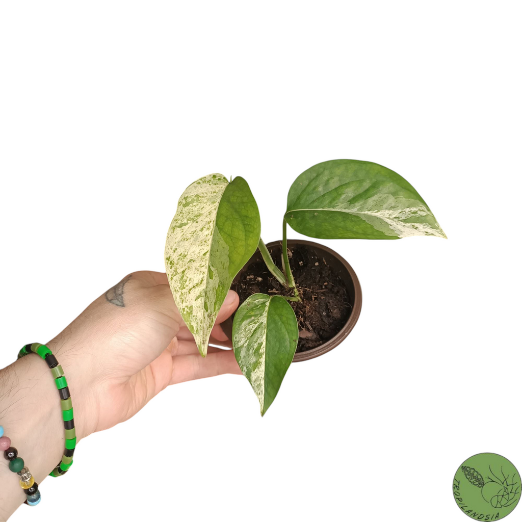 Baby Epipremnum Pinnatum Marble 11