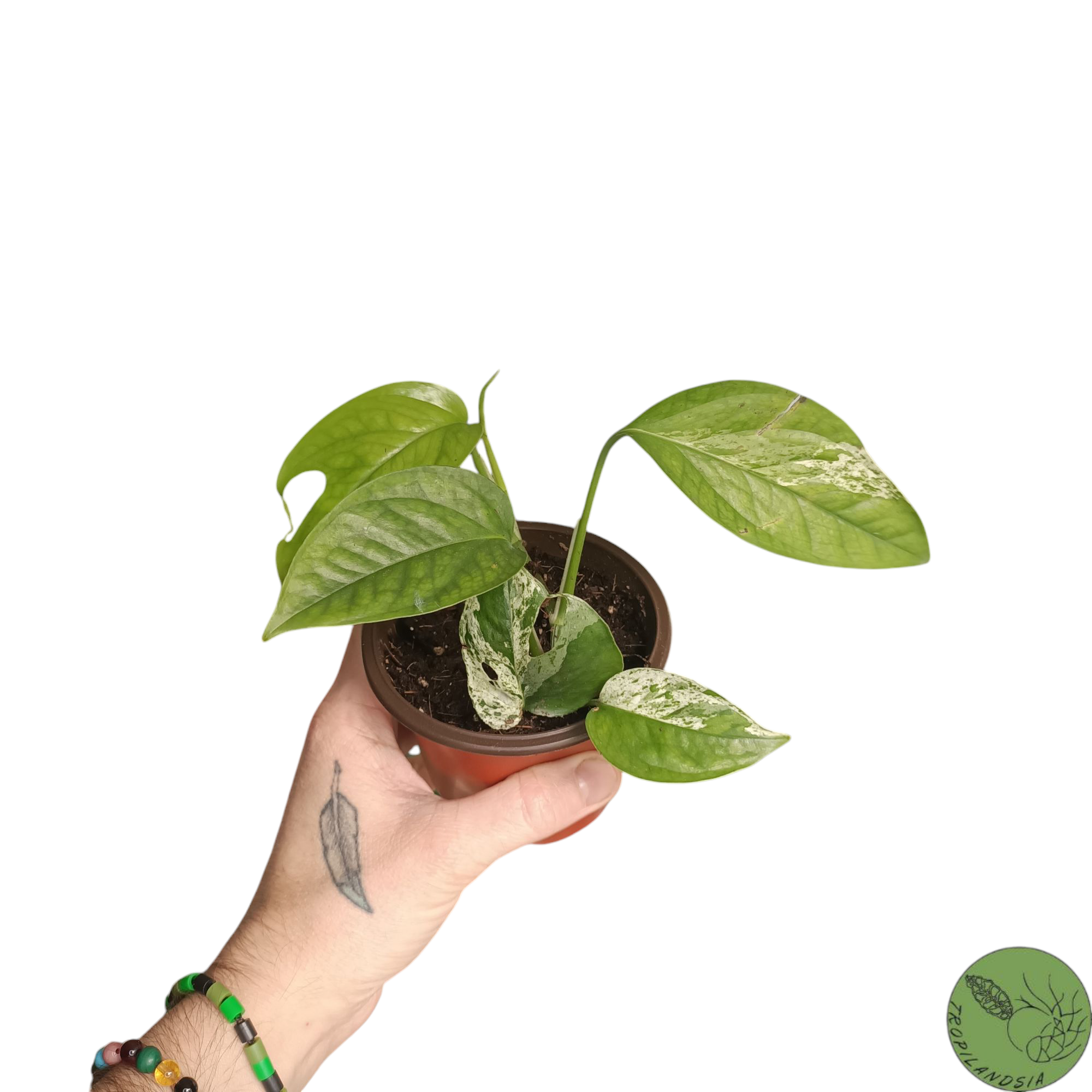 Baby Epipremnum Pinnatum Marble 12
