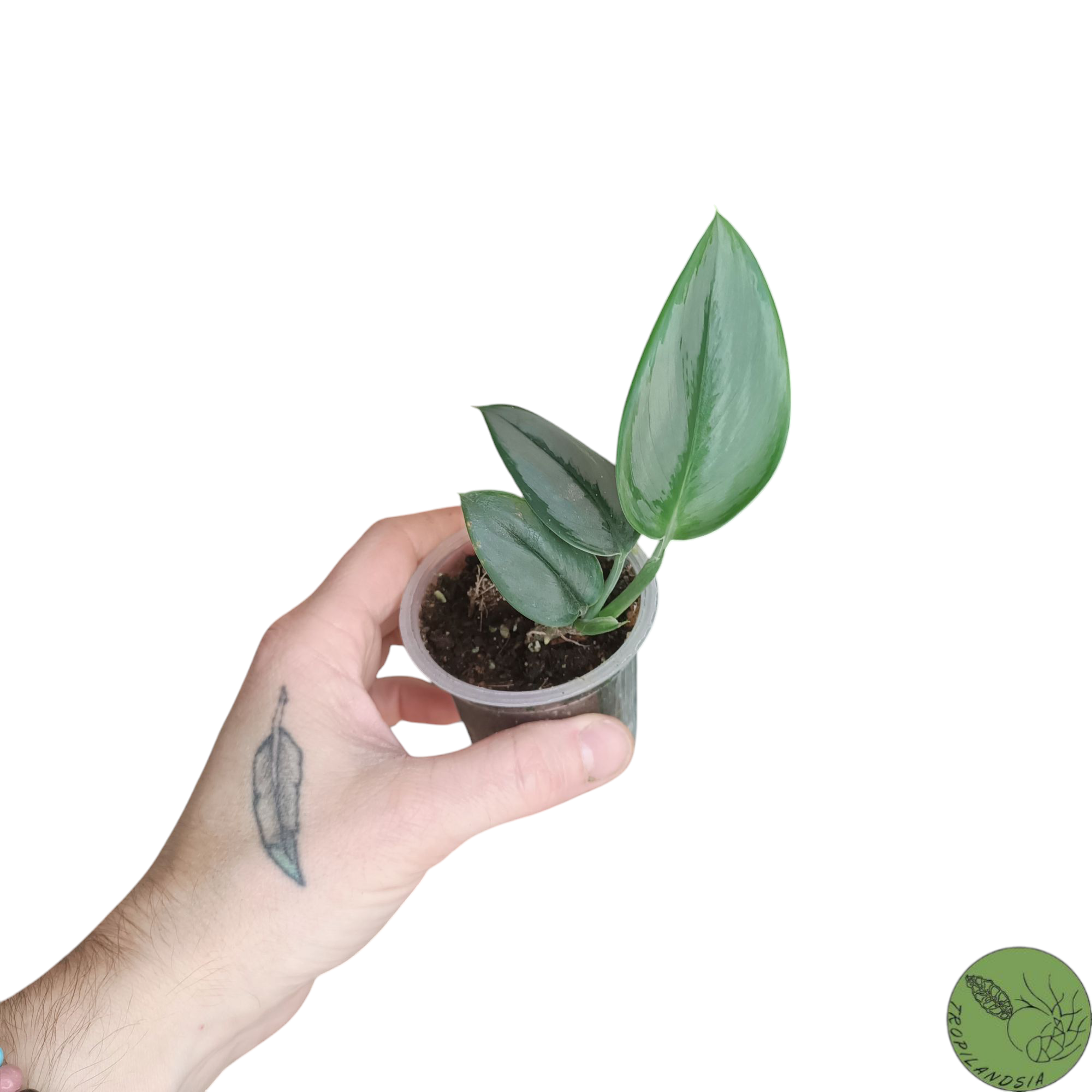 Baby Pothos Treubii Moonlight 20