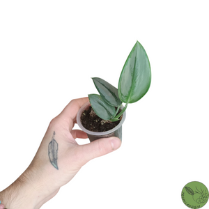 Baby Pothos Treubii Moonlight 20