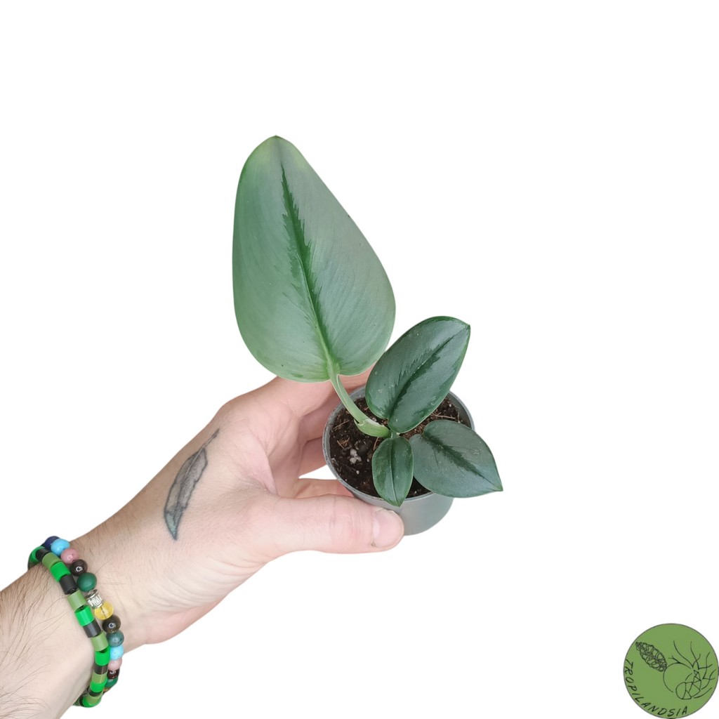 Baby Pothos Treubii Moonlight 22