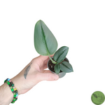 Baby Pothos Treubii Moonlight 22
