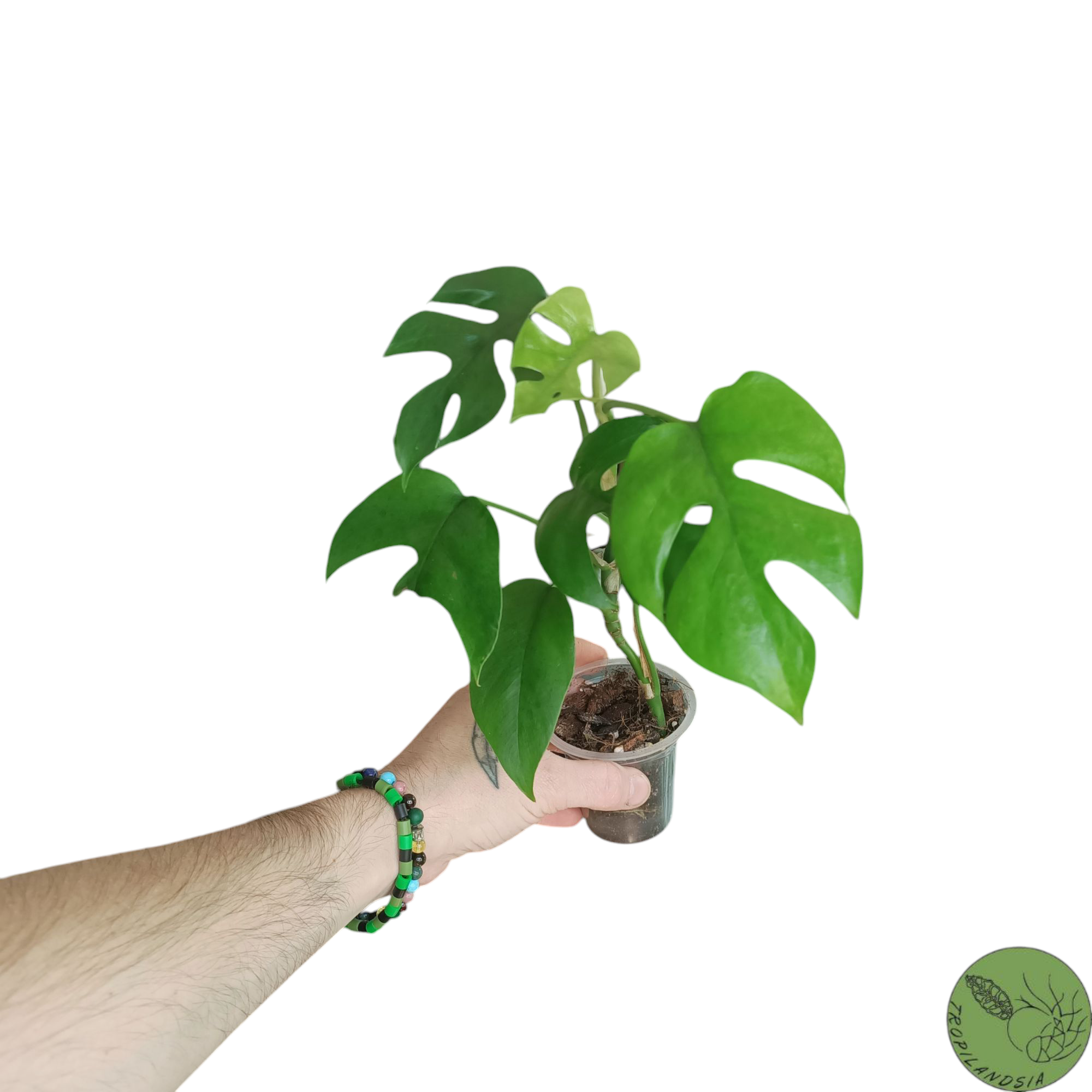 Monstera Minima, Raphidophora Tetrasperma