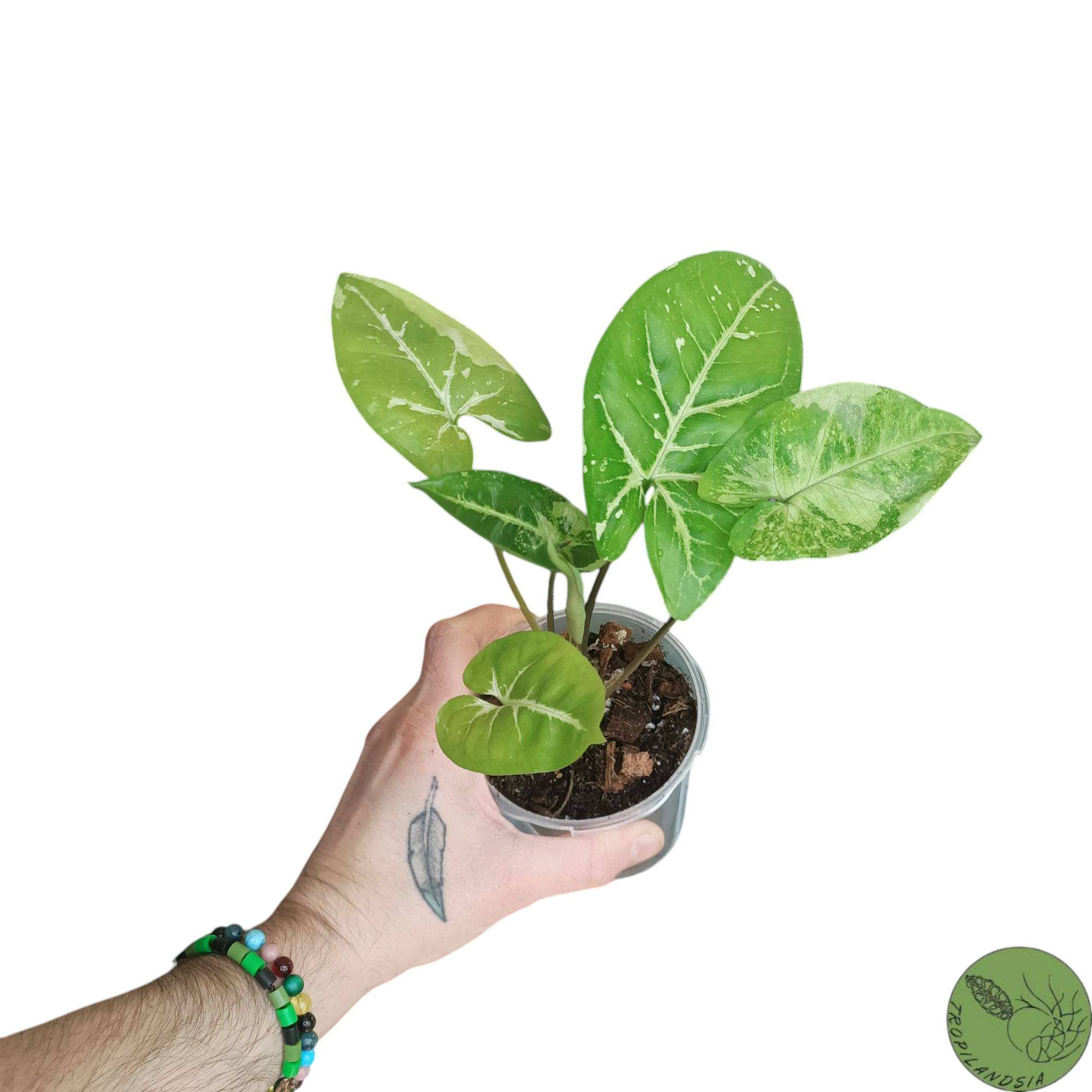 Syngonium Panda 09