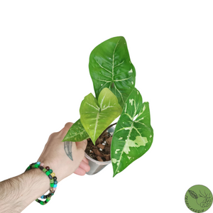 Syngonium Panda 10