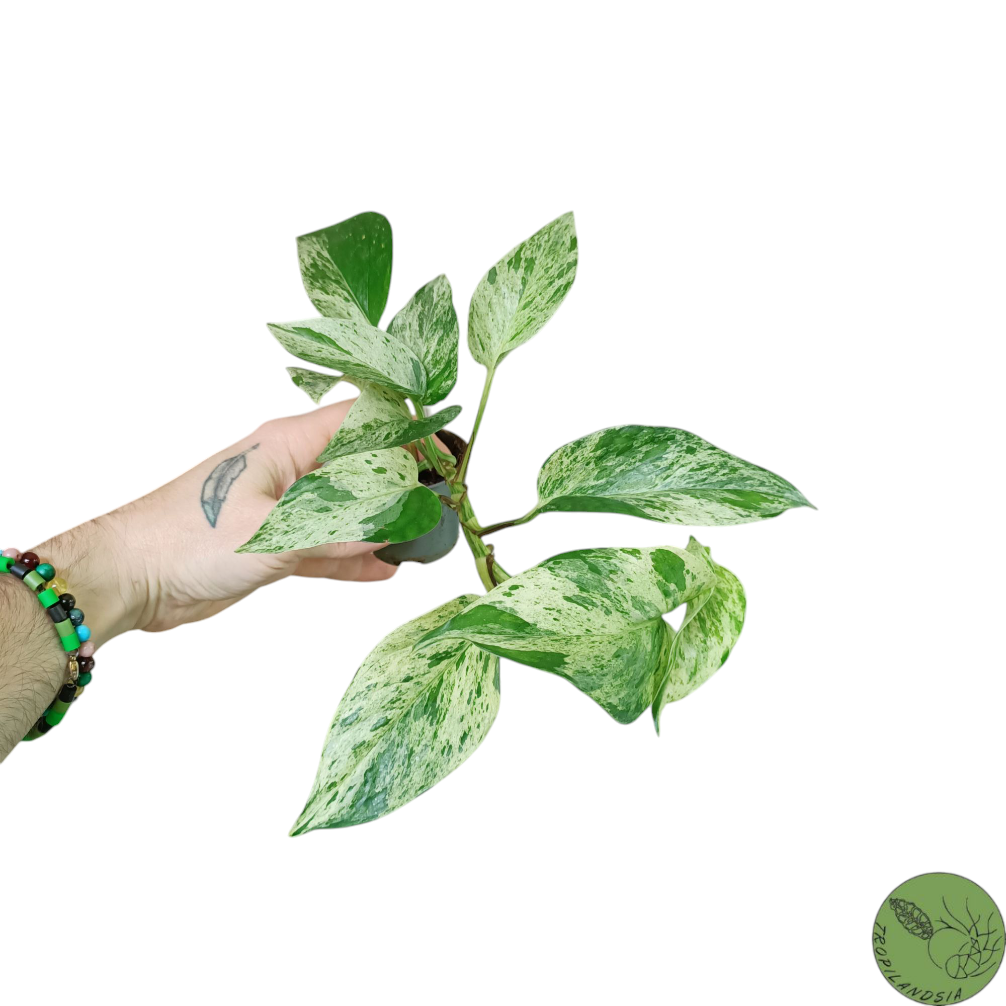 Baby Pothos Marble Queen 16