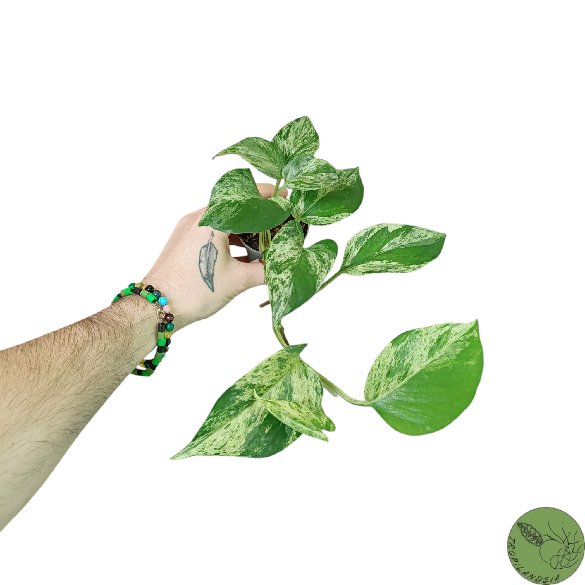 Baby Pothos Marble Queen 20