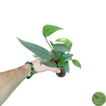 Baby Epipremnum Pinnatum Cebu Blue