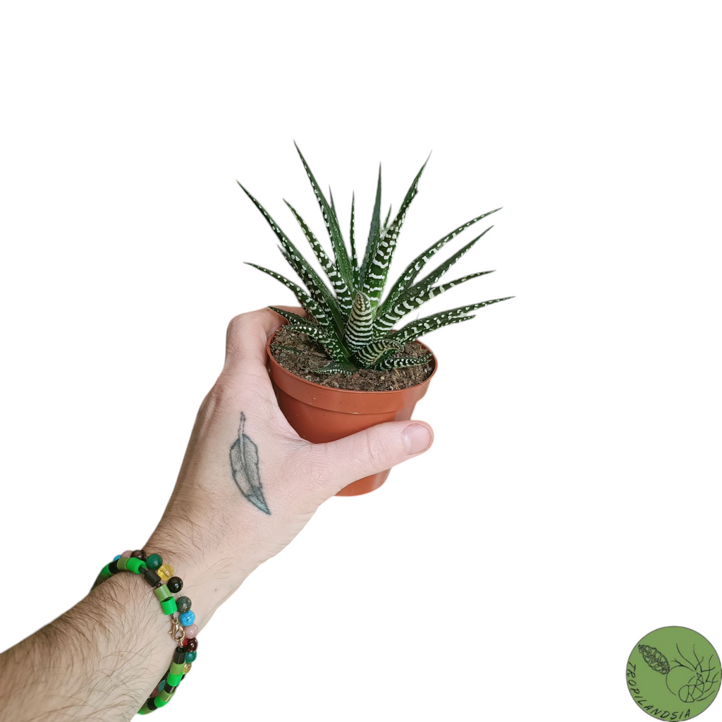 Baby Haworthia Fasciata Big Band