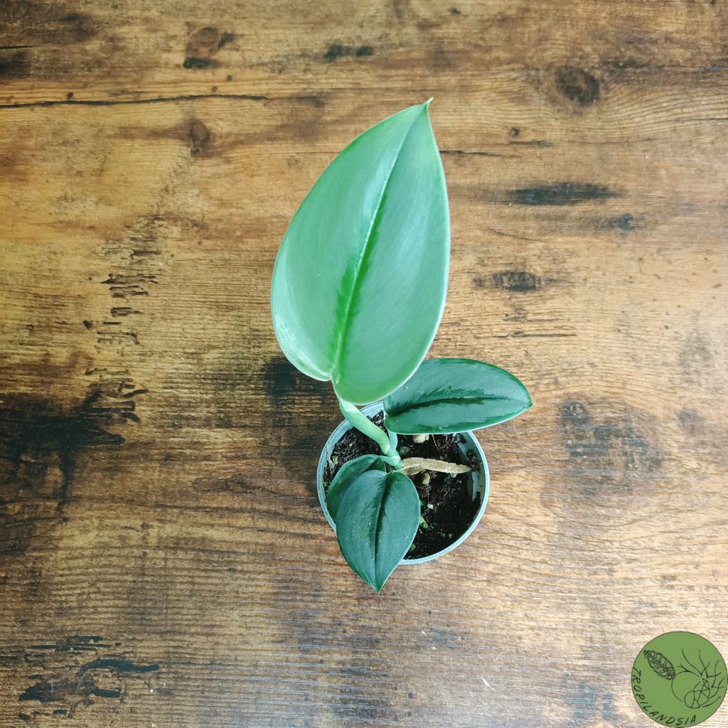 Baby Pothos Treubii Moonlight 22