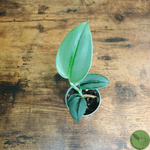 Baby Pothos Treubii Moonlight 22