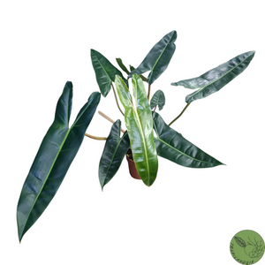 Philodendron Bilitiae 06