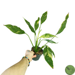 Spathiphyllum Diamond Variegata
