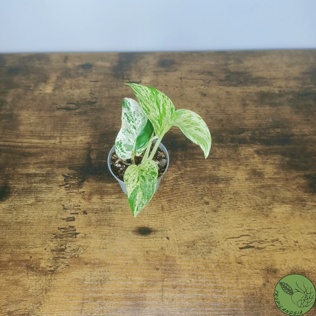 Baby Pothos Marble Queen 20