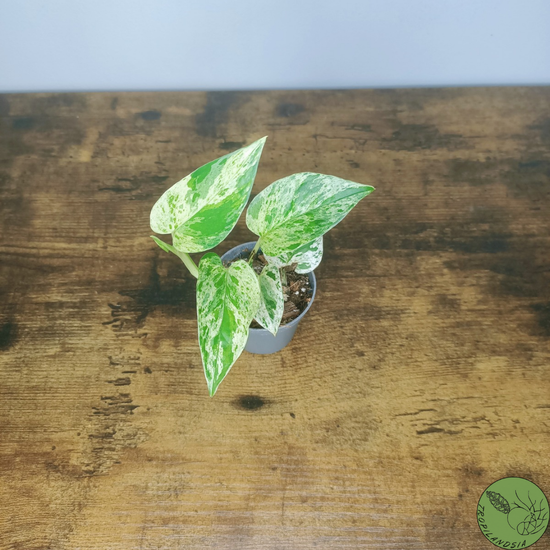 Baby Pothos Marble Queen 21