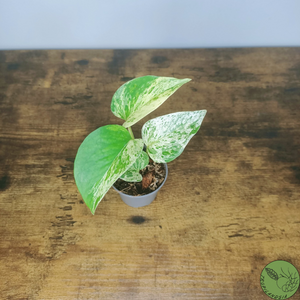 Baby Pothos Marble Queen 16