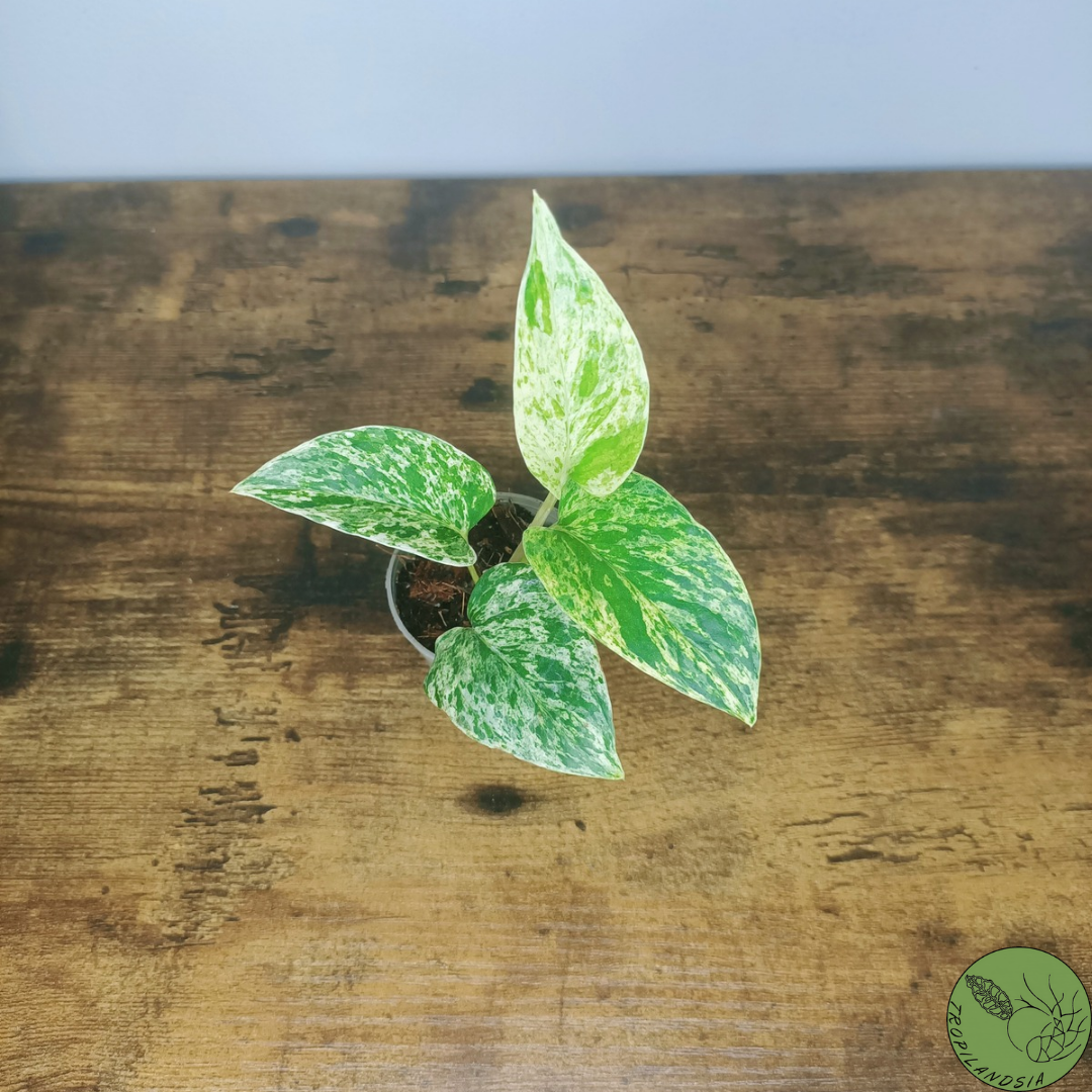 Baby Pothos Marble Queen 23