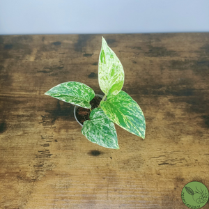 Baby Pothos Marble Queen 23