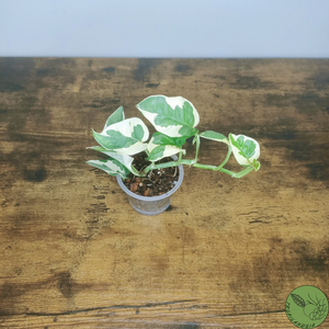 Baby Pothos N'joy (petit)