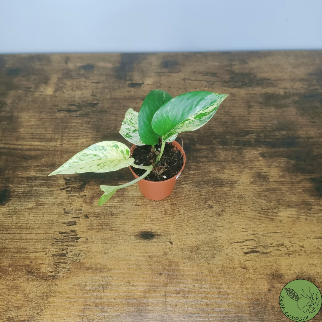 Baby Pothos Marble Queen 19