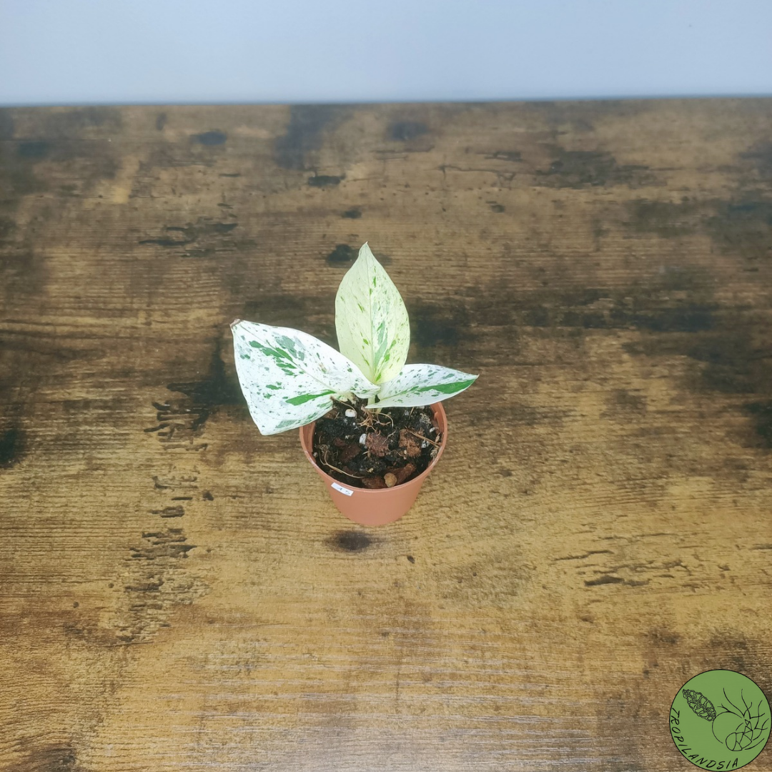 Baby Pothos Marble Queen 18