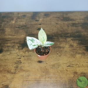 Baby Pothos Marble Queen 18