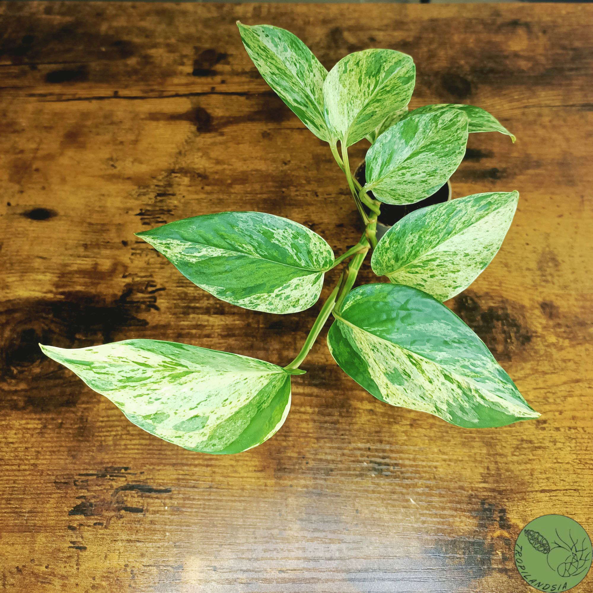 Baby Pothos Marble Queen 24