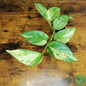 Baby Pothos Marble Queen 24