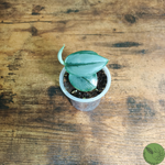 Baby Pothos Treubii Moonlight 20