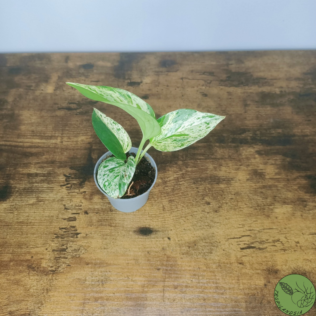 Baby Pothos Marble Queen 15