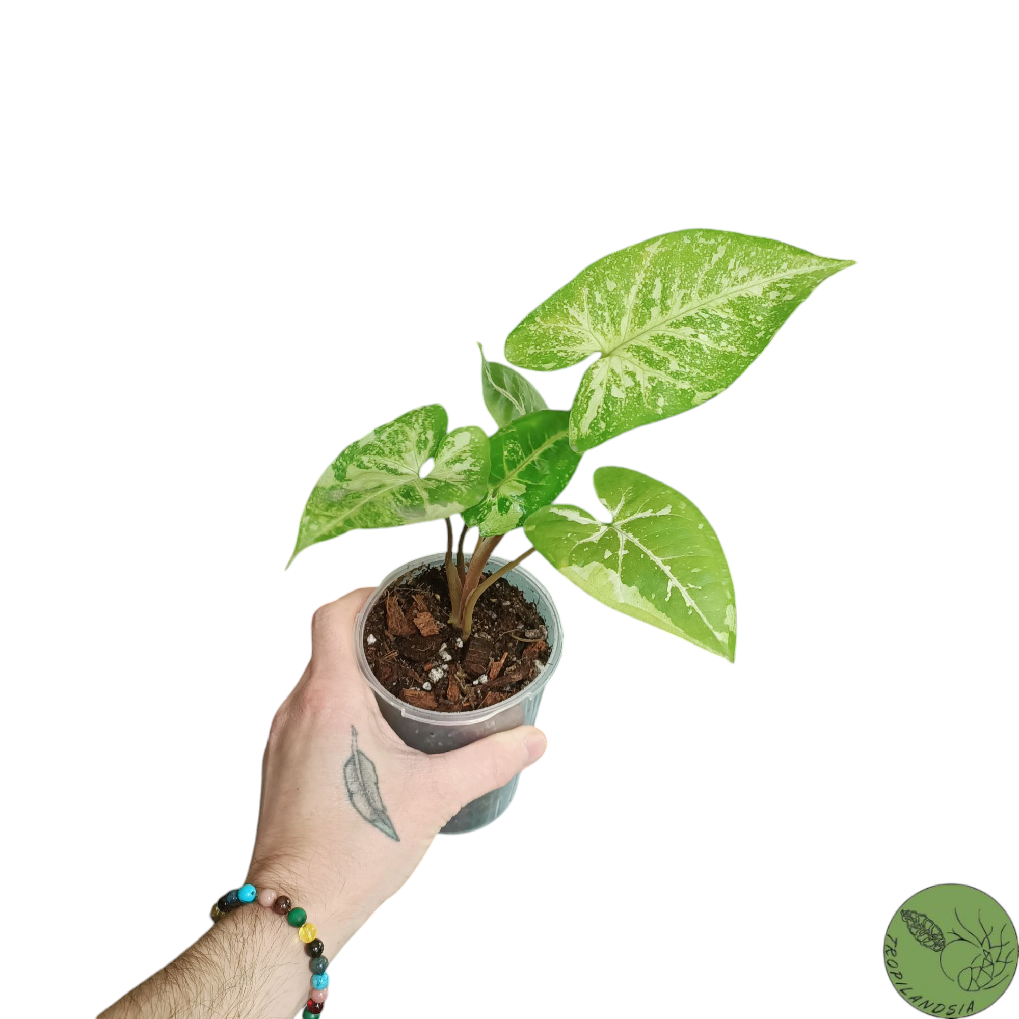 Syngonium Panda 09